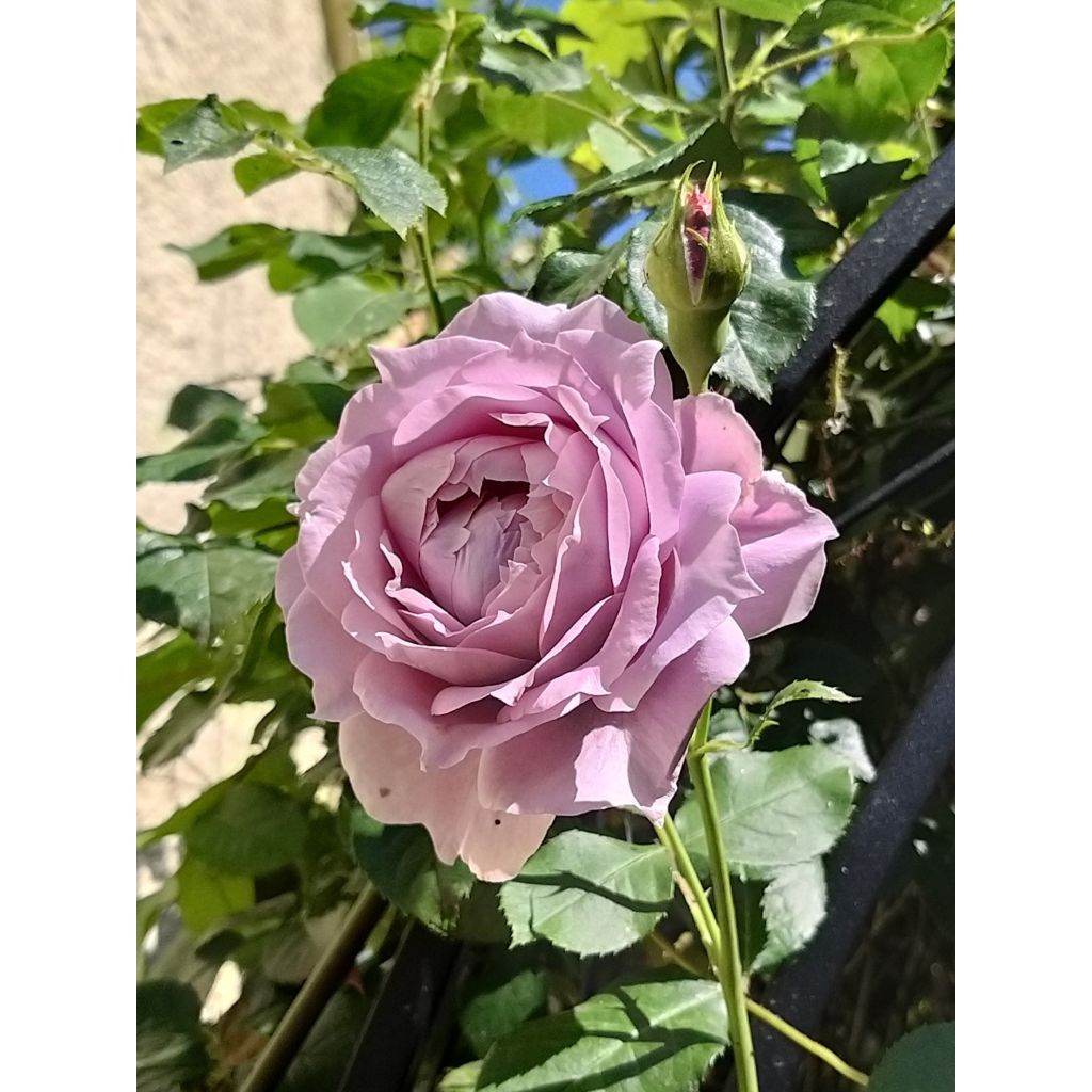 Rosa moderno Novalis