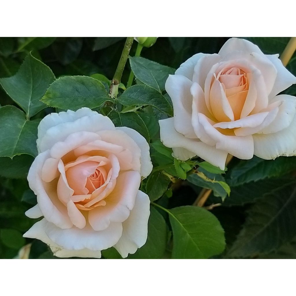 Rosa André Le Nôtre - Rose ibrida di tea