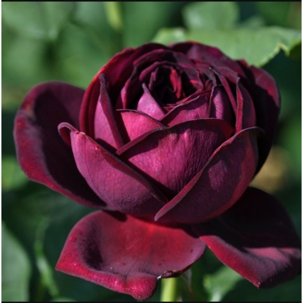 Rosa Astrid Gräfin von Hardenberg - Rose ibrida di tea