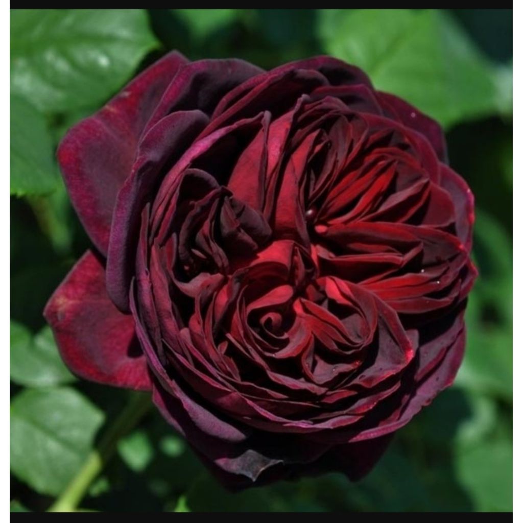 Rosa Astrid Gräfin von Hardenberg - Rose ibrida di tea