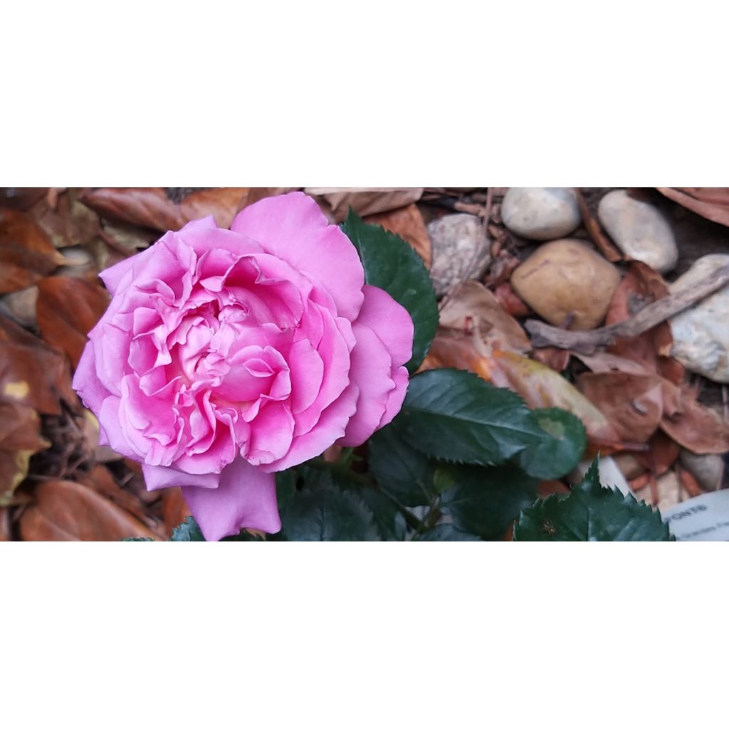 Rosa Bernadette Lafont - Rose ibrida di tea