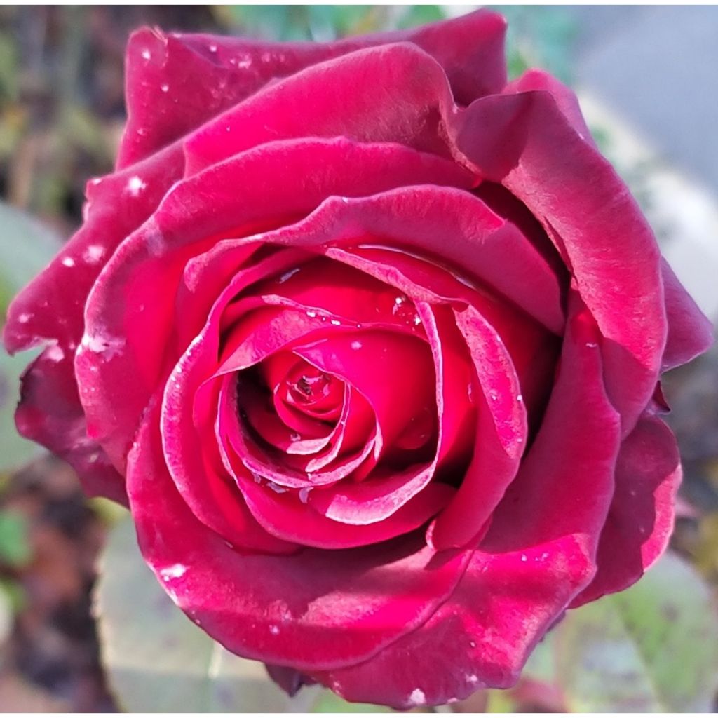 Rosa Black Baccara - Rose ibrida di tea