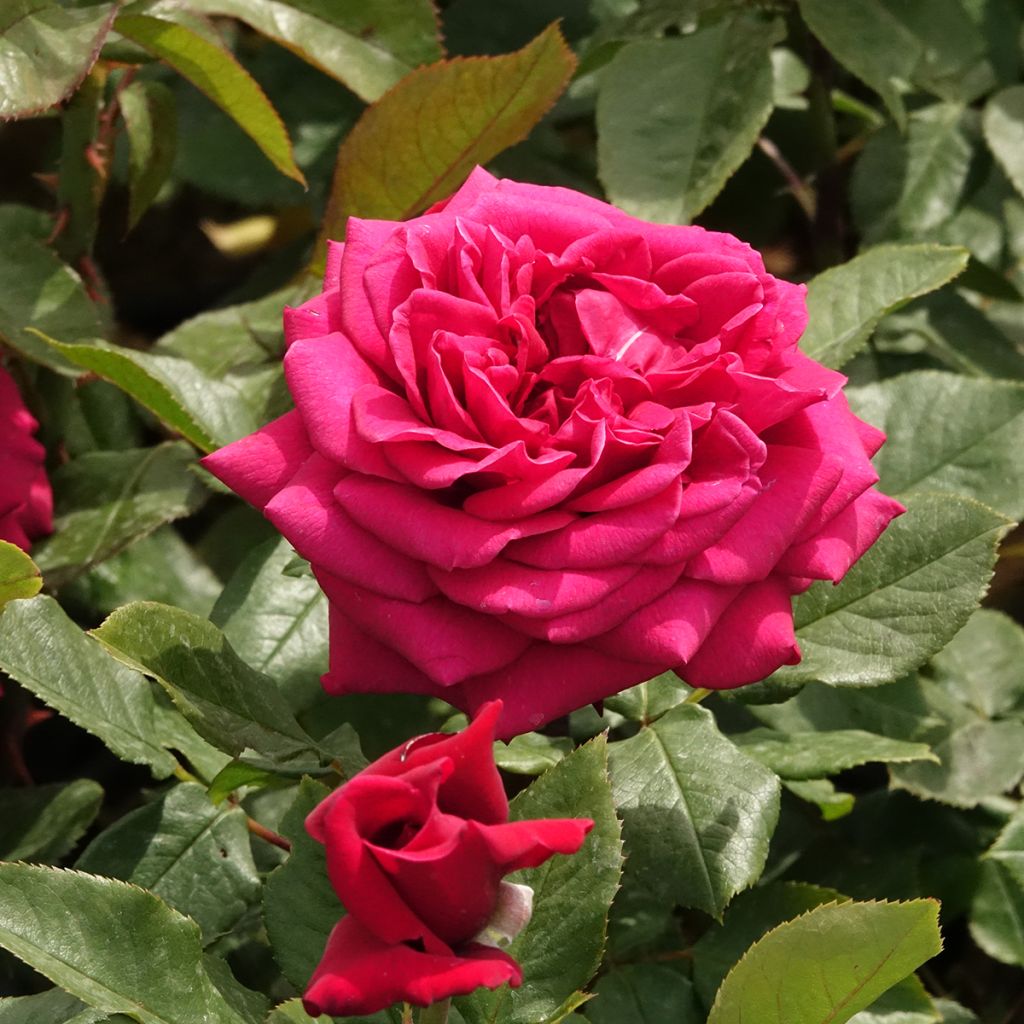 Rosa Charlotte Rampling - Rose ibrida di tea