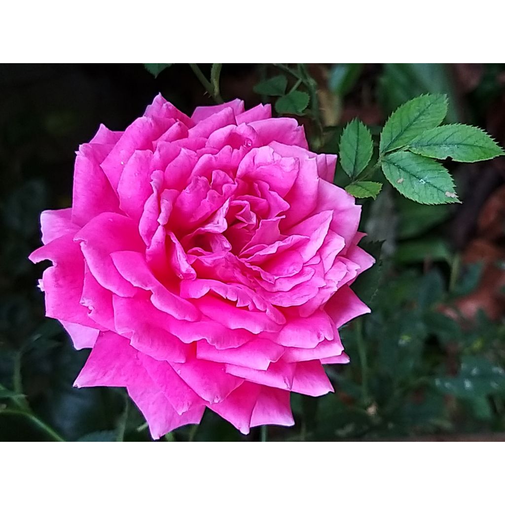 Rosa Claire Marshall