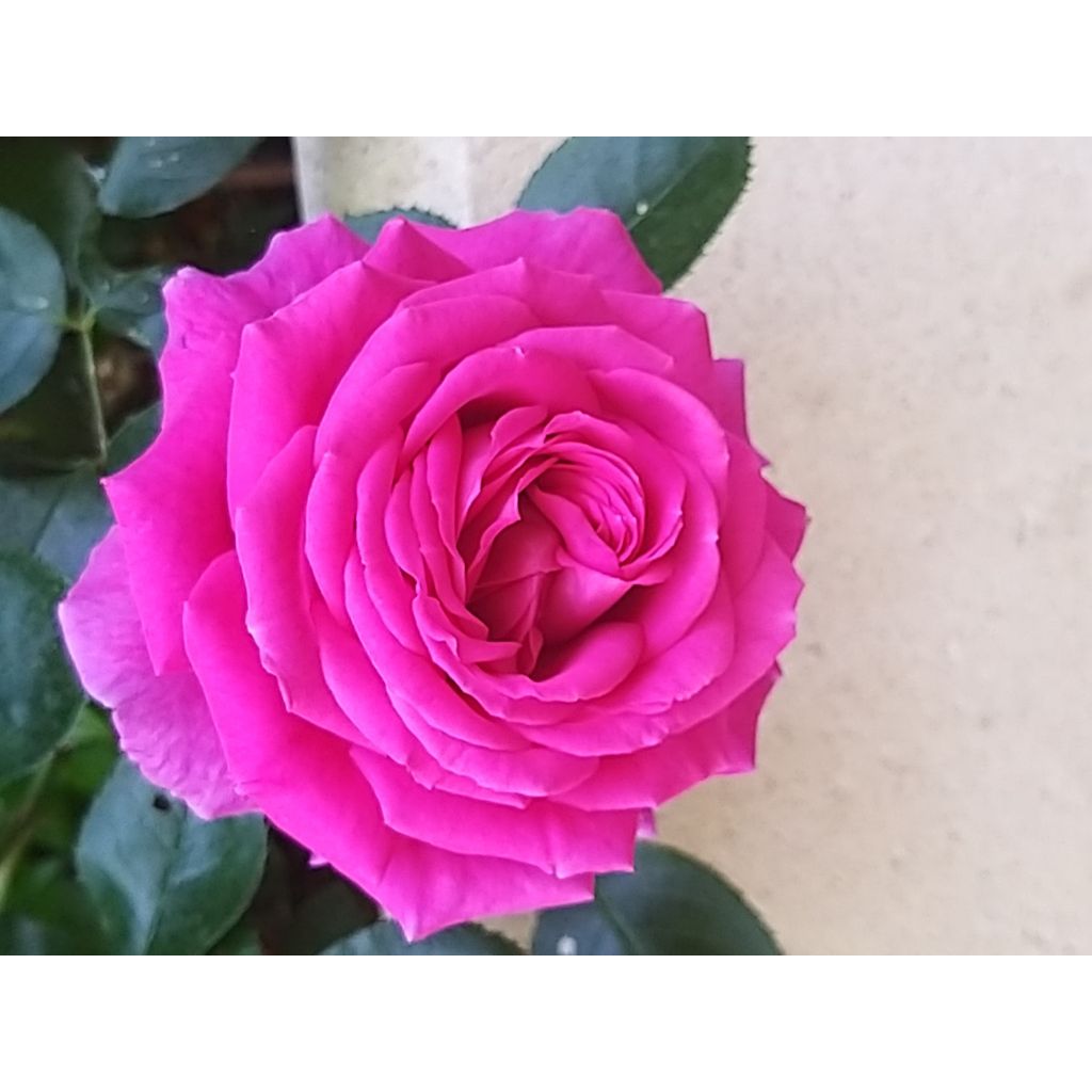 Rosa Claire Marshall