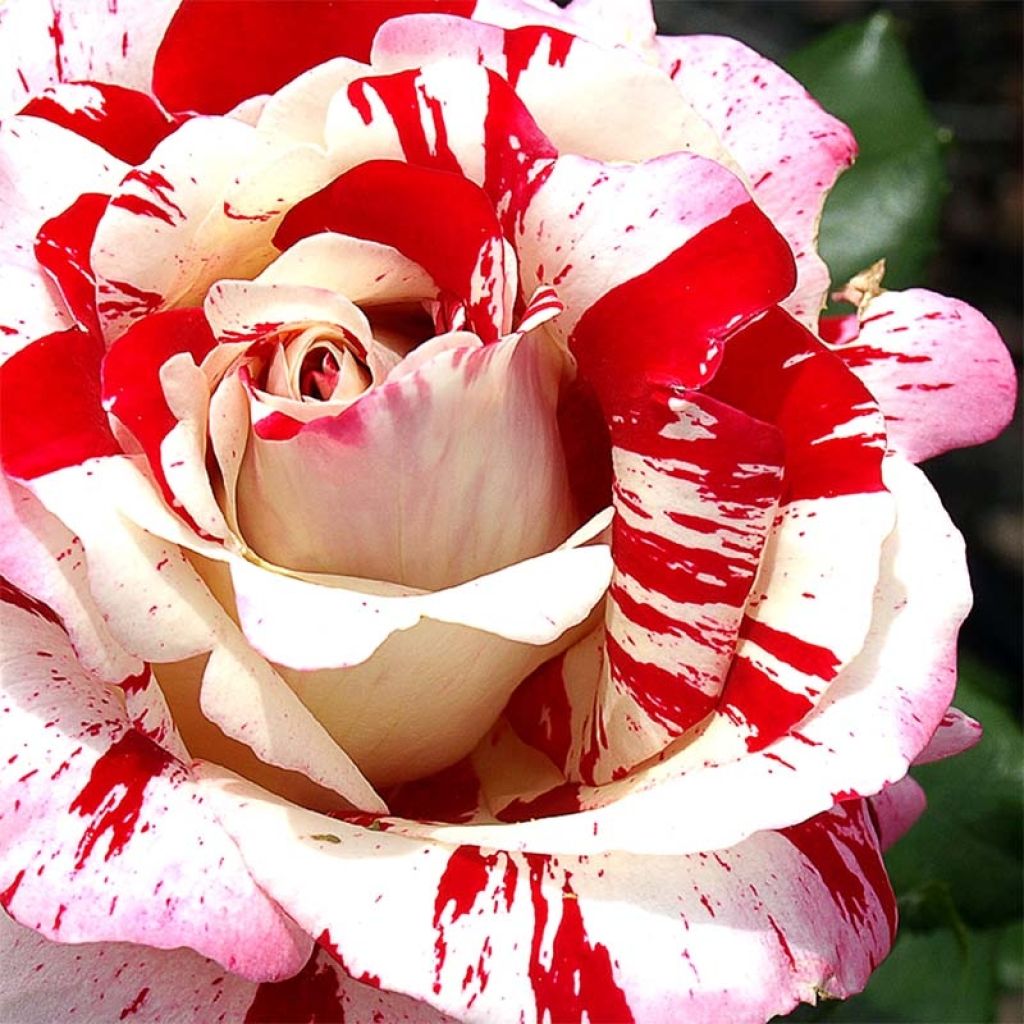 Rosa Coeur de Rockeur - Rose ibrida di tea