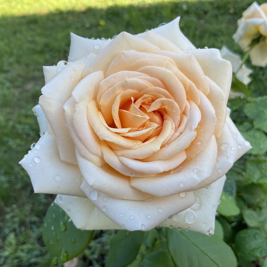 Rosa Courage - Rose ibrida di tea