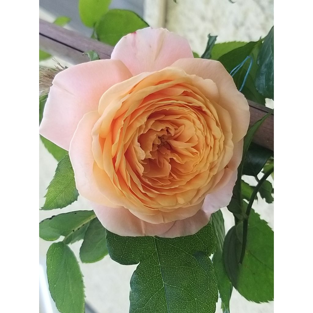 Rosa Domaine de Chantilly - Rose ibrida di tea