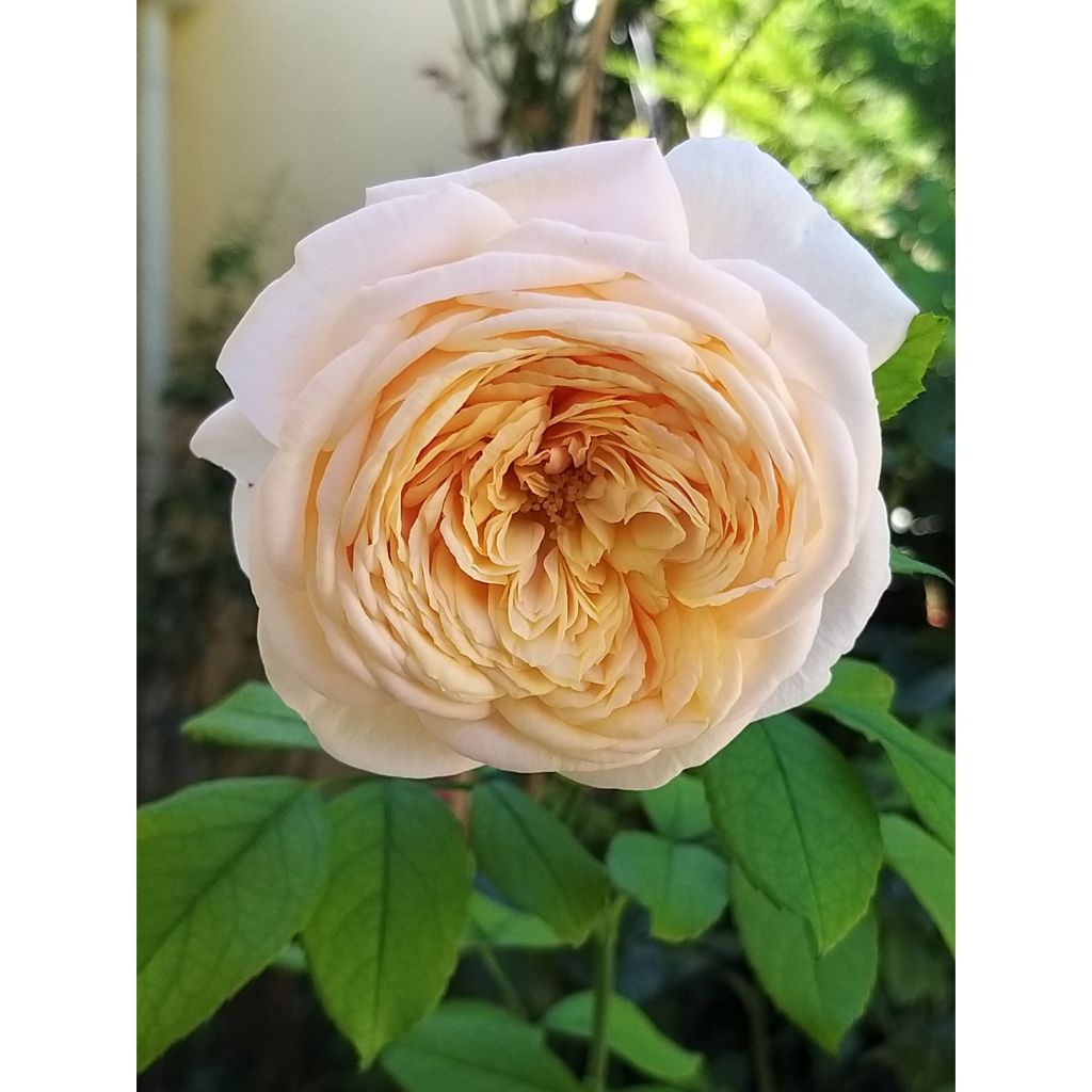 Rosa Domaine de Chantilly - Rose ibrida di tea