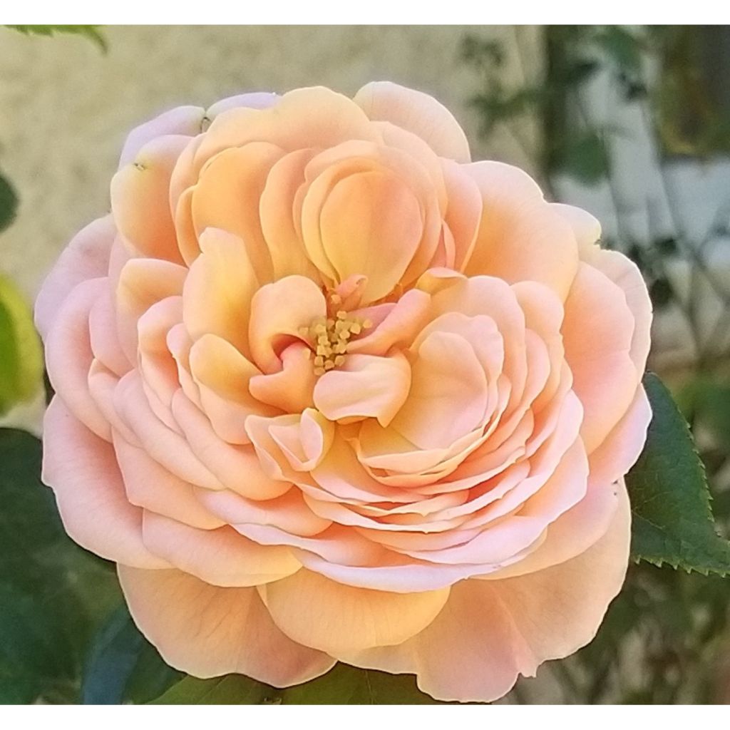 Rosa Domaine de Chantilly - Rose ibrida di tea