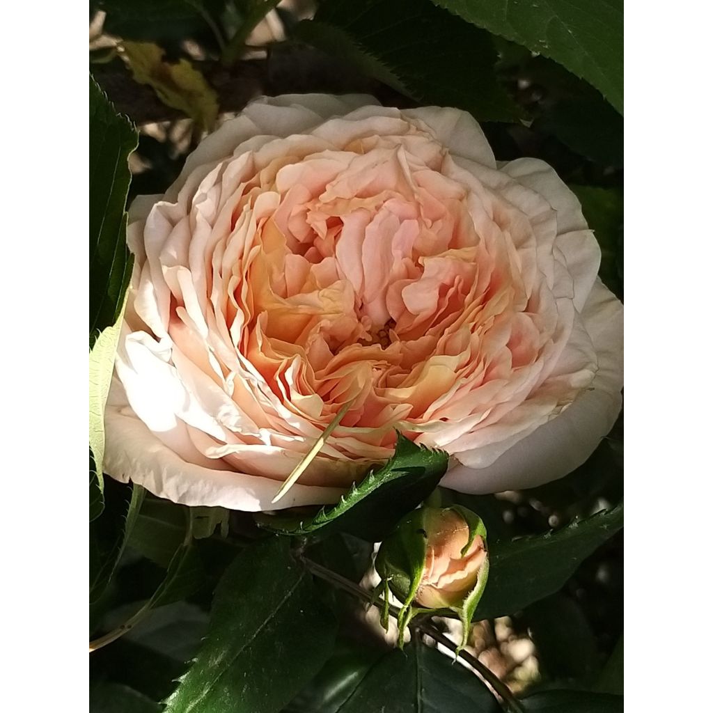 Rosa Domaine de Chantilly - Rose ibrida di tea