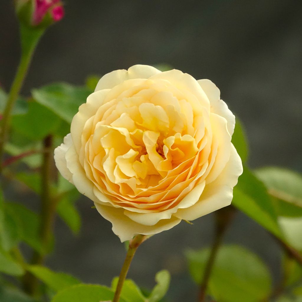 Rosa antica Fragrant Old yellow