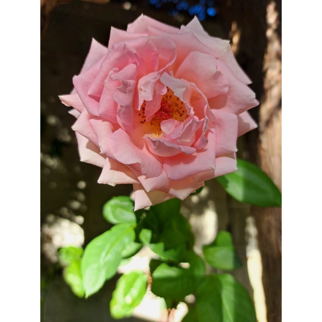 Rosa Gérard Depardieu - Rose ibrida di tea
