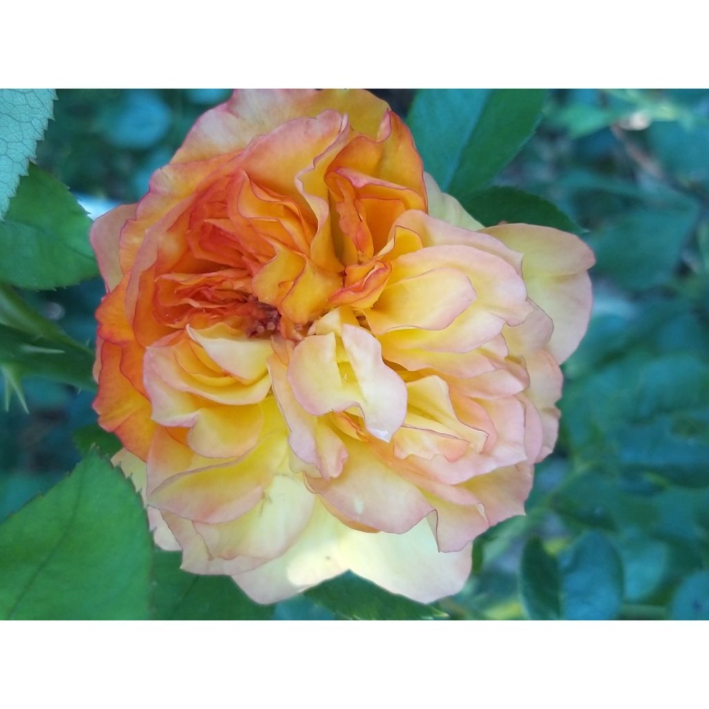 Rosa Henri Delbard - Rose ibrida di tea