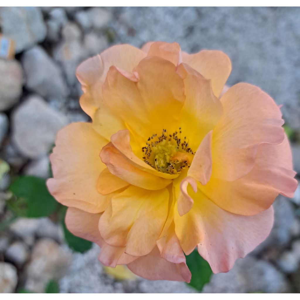 Rosa Ibiza - Rose ibrida di tea
