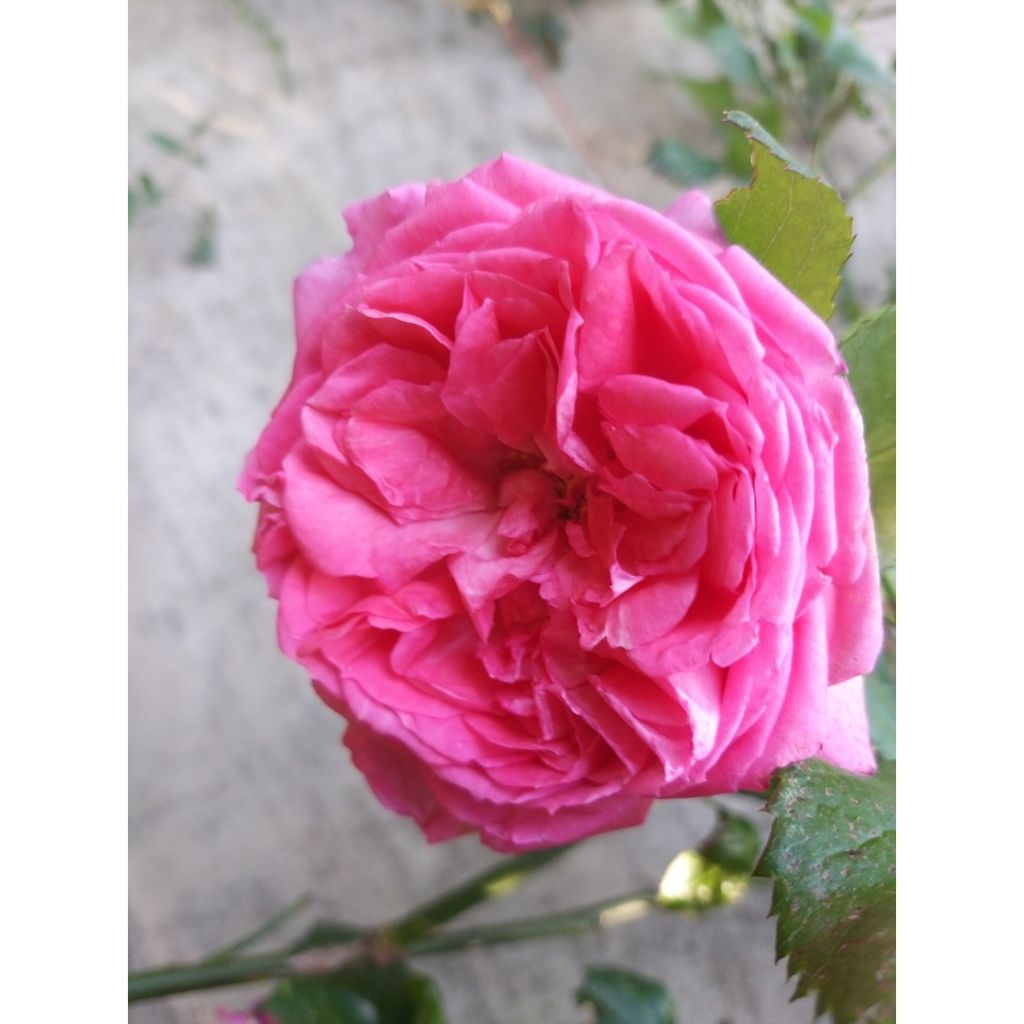 Rosa La Rose de Molinard