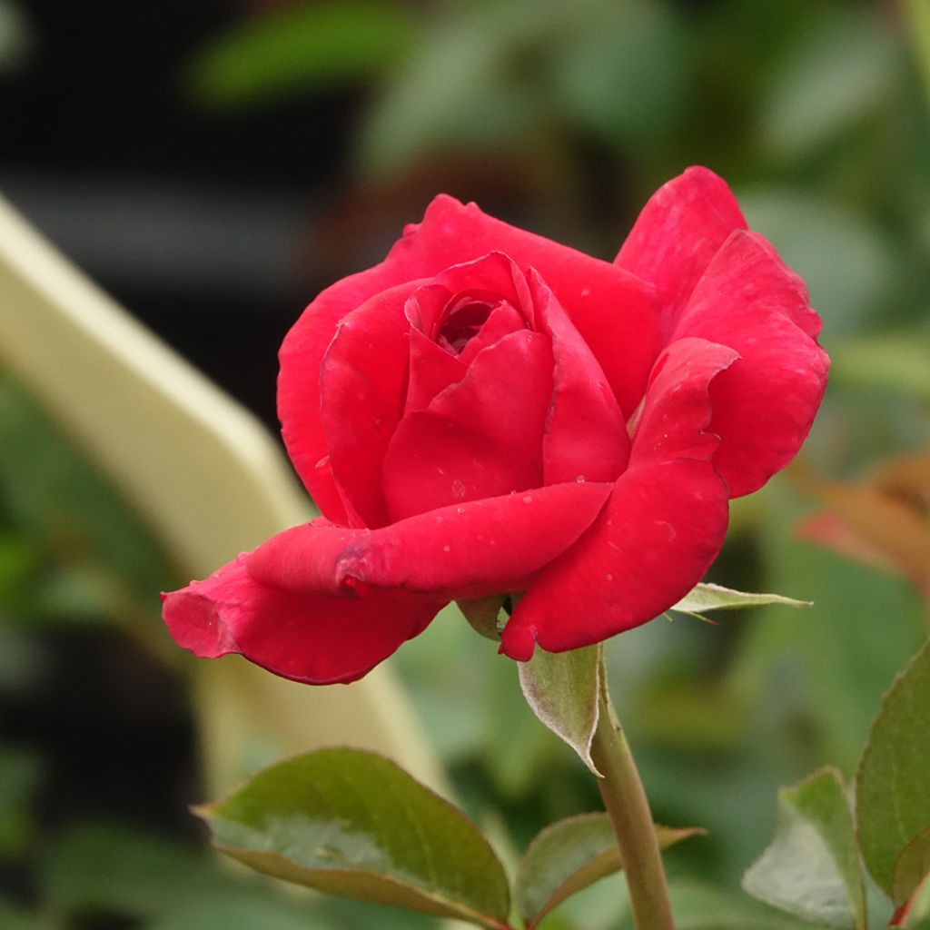 Rosa La rose Monsieur