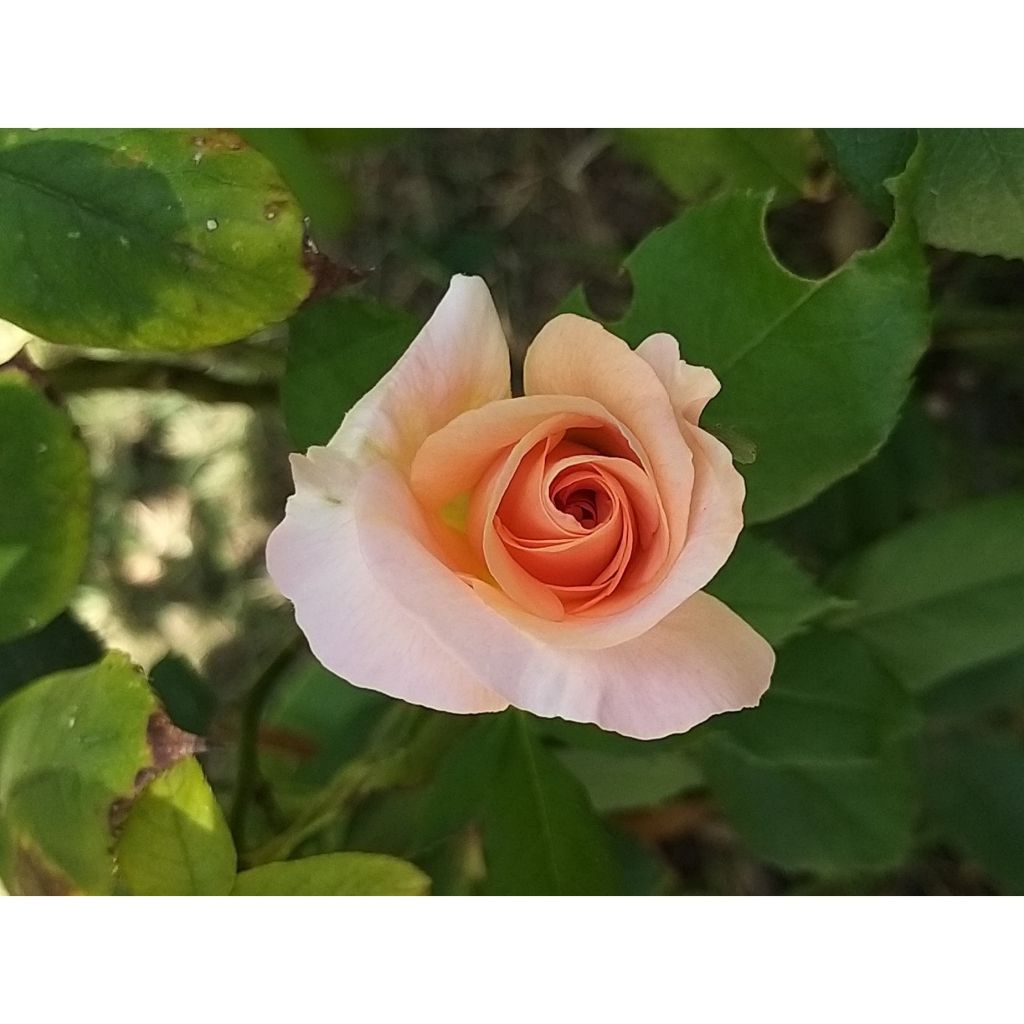 Rosa Michele Meilland - Rose ibrida di tea