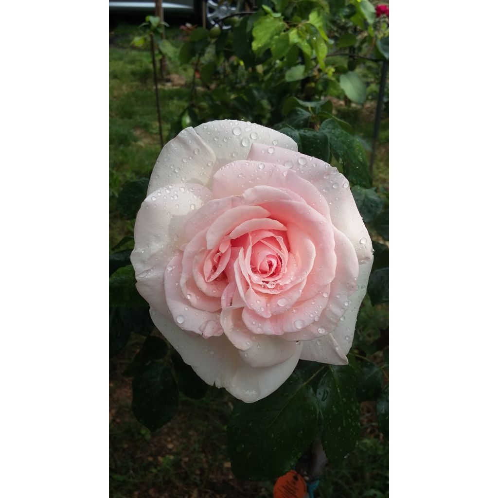 Rosa Prince Jardinier - Rose ibrida di tea