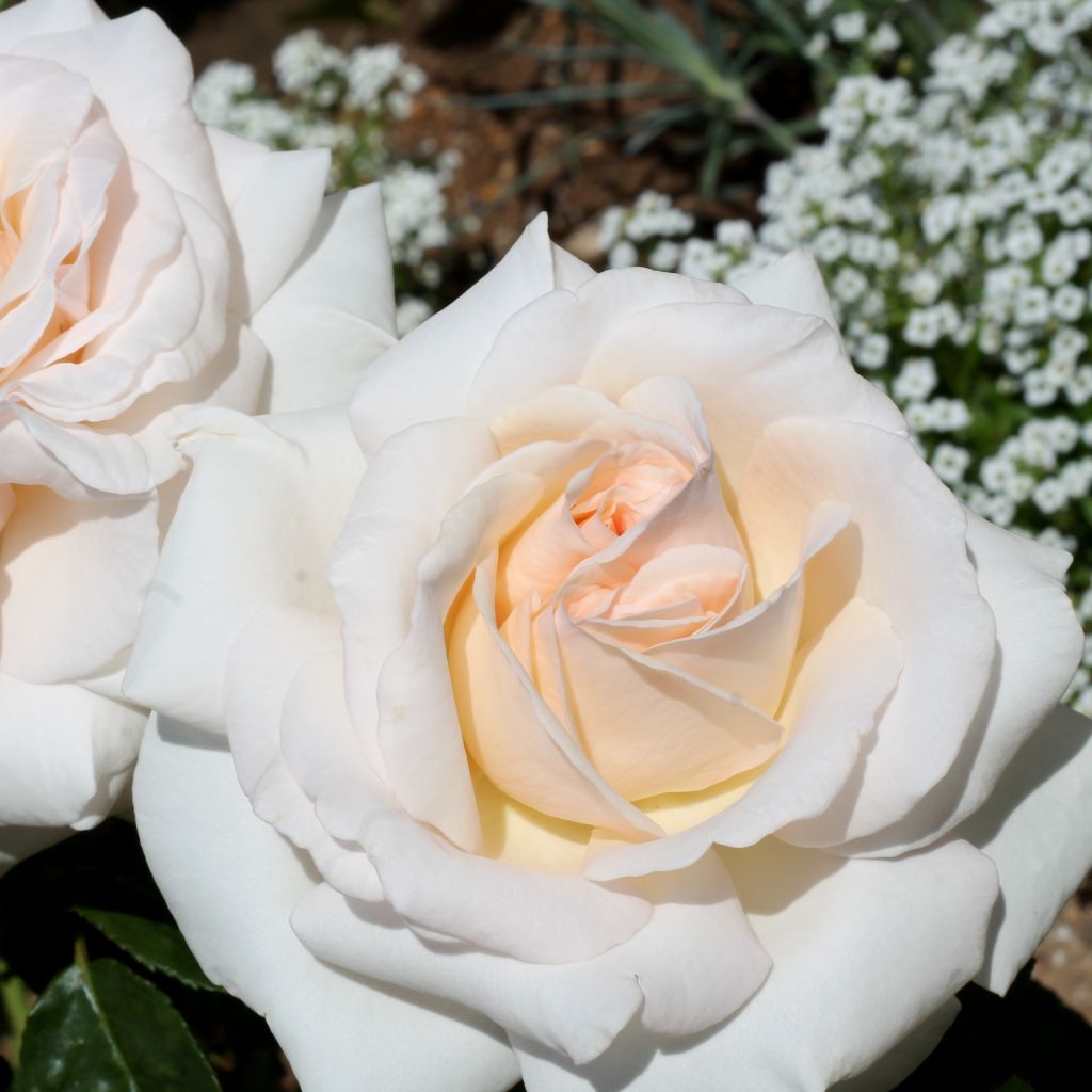 Rosa Prince Jardinier - Rose ibrida di tea