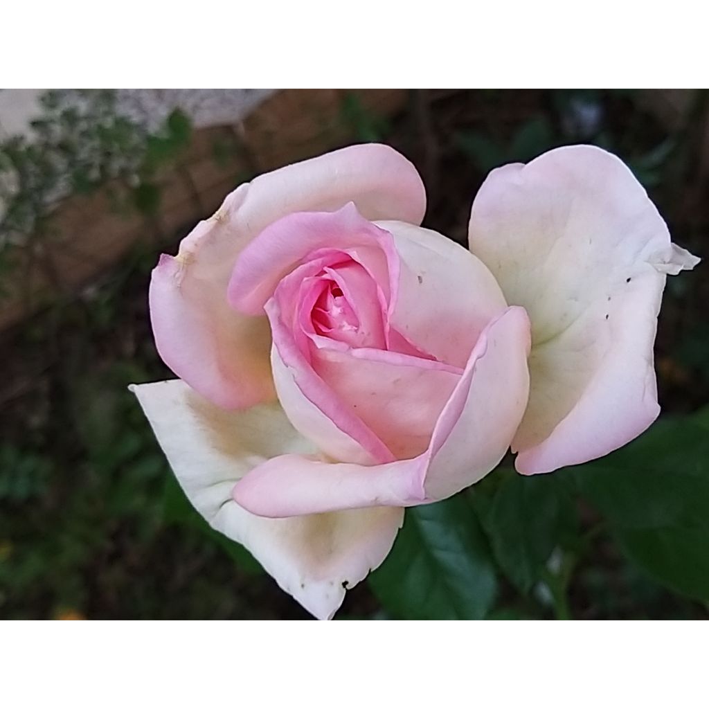 Rosa Ragazza Adalekov