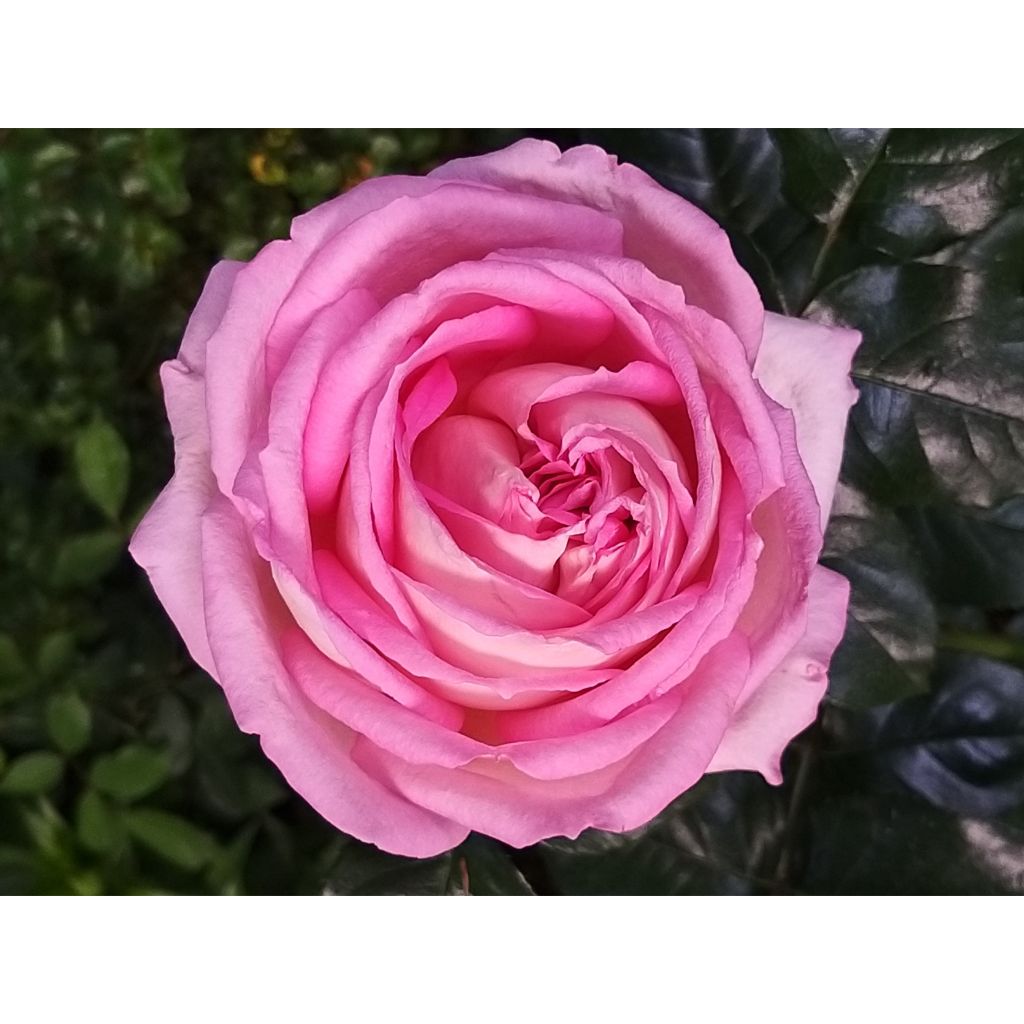 Rosa Ragazza Adalekov