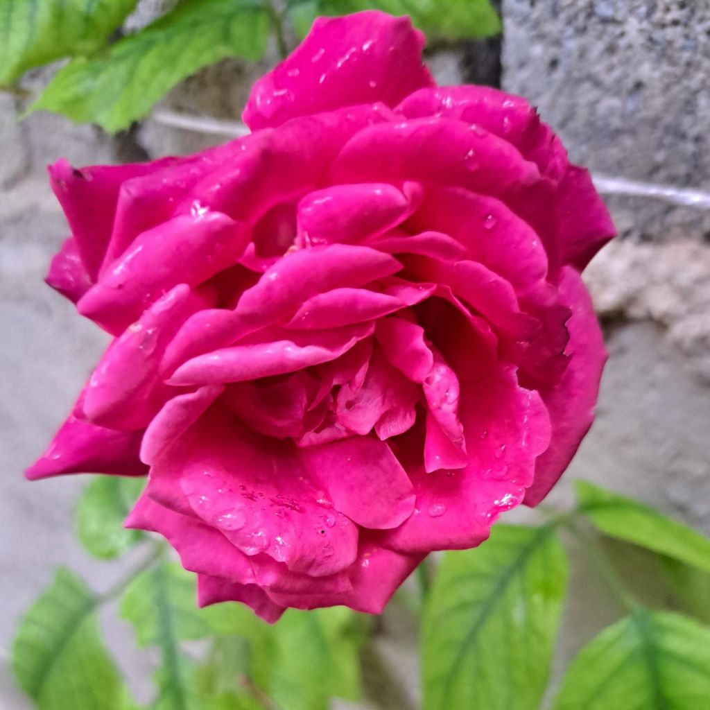 Rosa Rose Clos Vougeot - Rose ibrida di tea