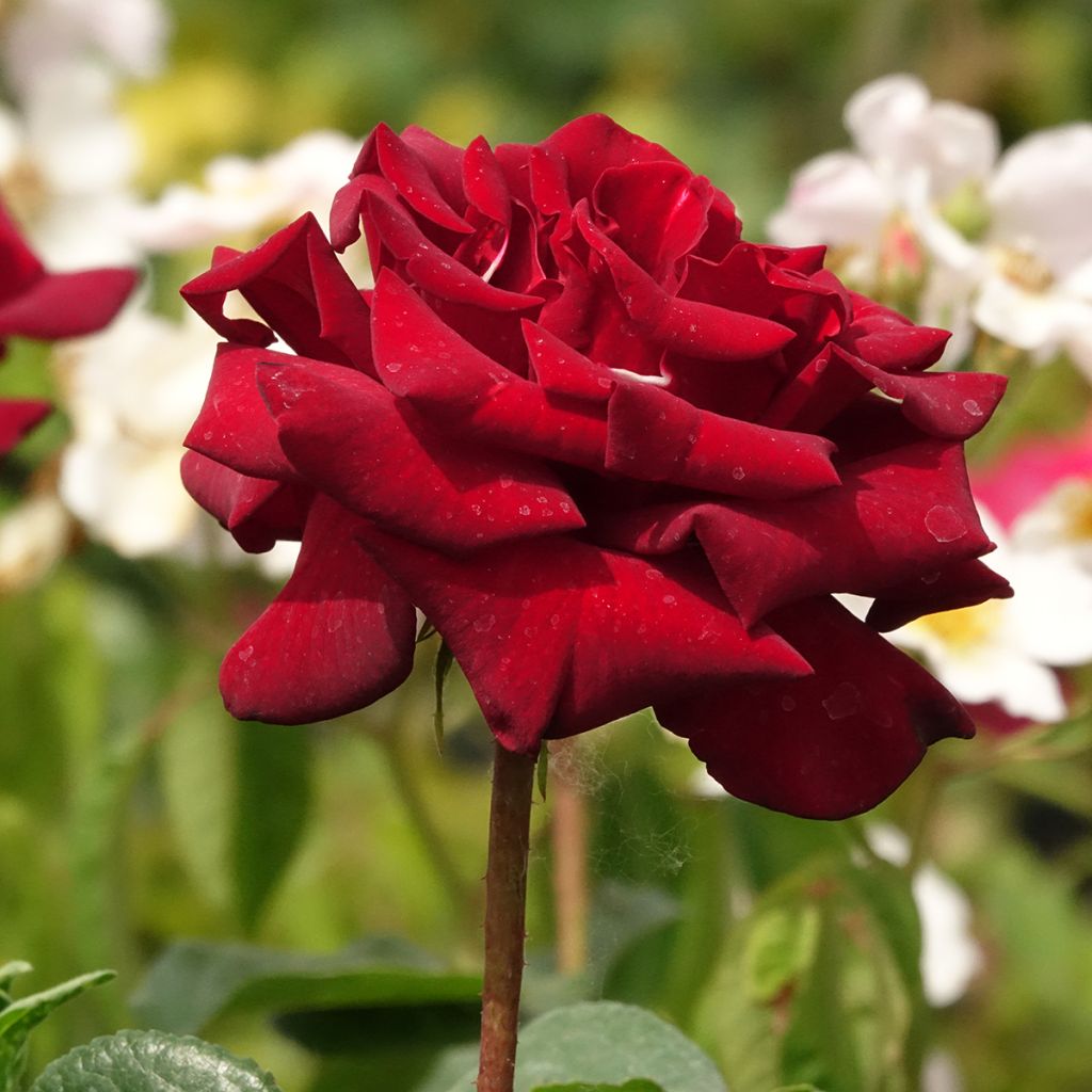 Rosa Schwarze Madonna