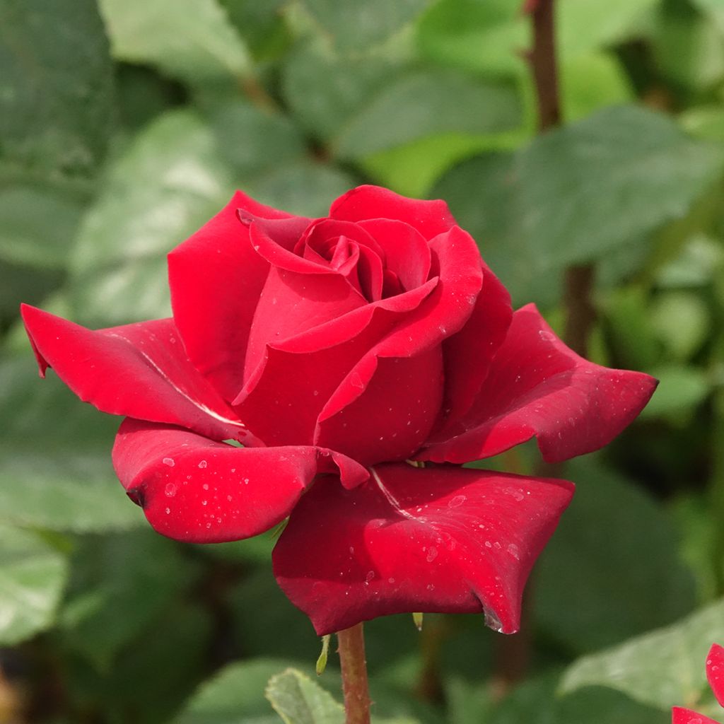 Rosa Schwarze Madonna