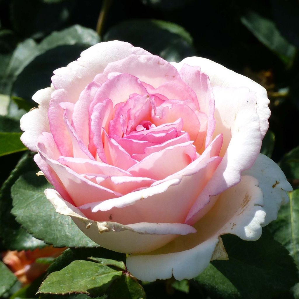 Rosa Souvenir de Baden-Baden - Rose ibrida di tea