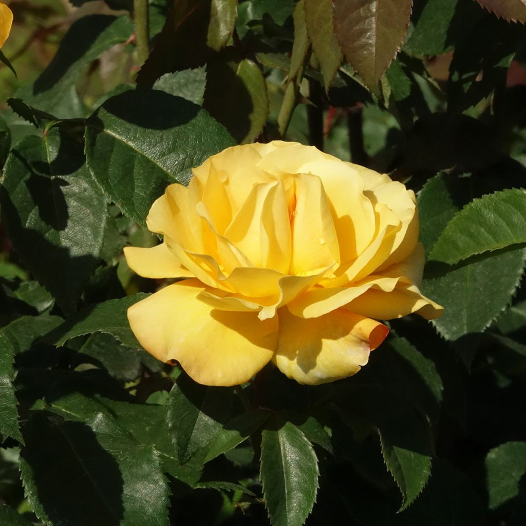 Rosa Sunny Sky - Rose ibrida di tea