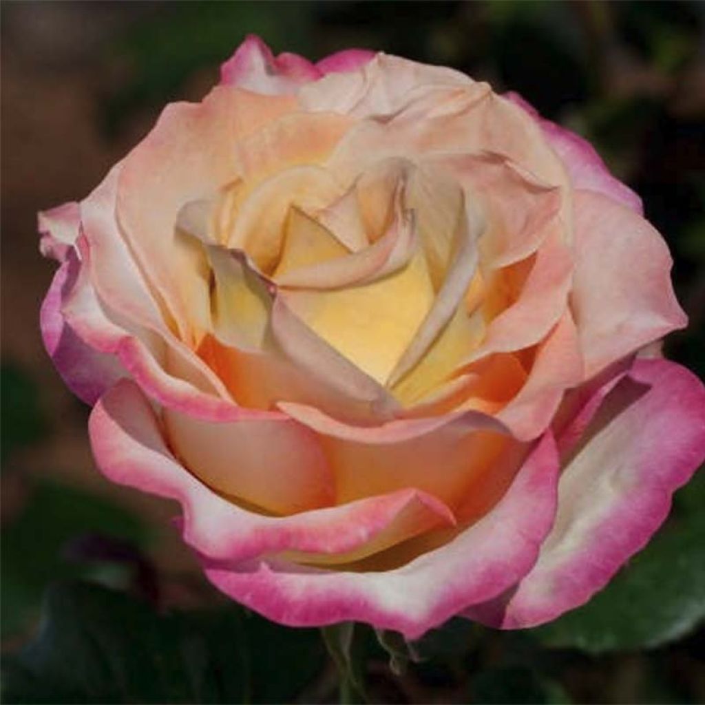 Rosa Sweet Eureka - Rose ibrida di tea