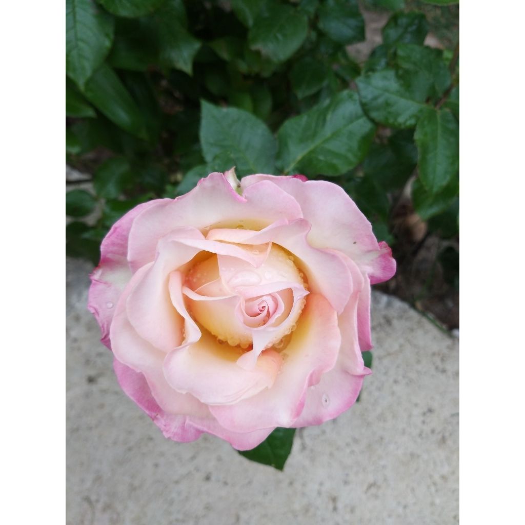 Rosa Sweet Eureka - Rose ibrida di tea