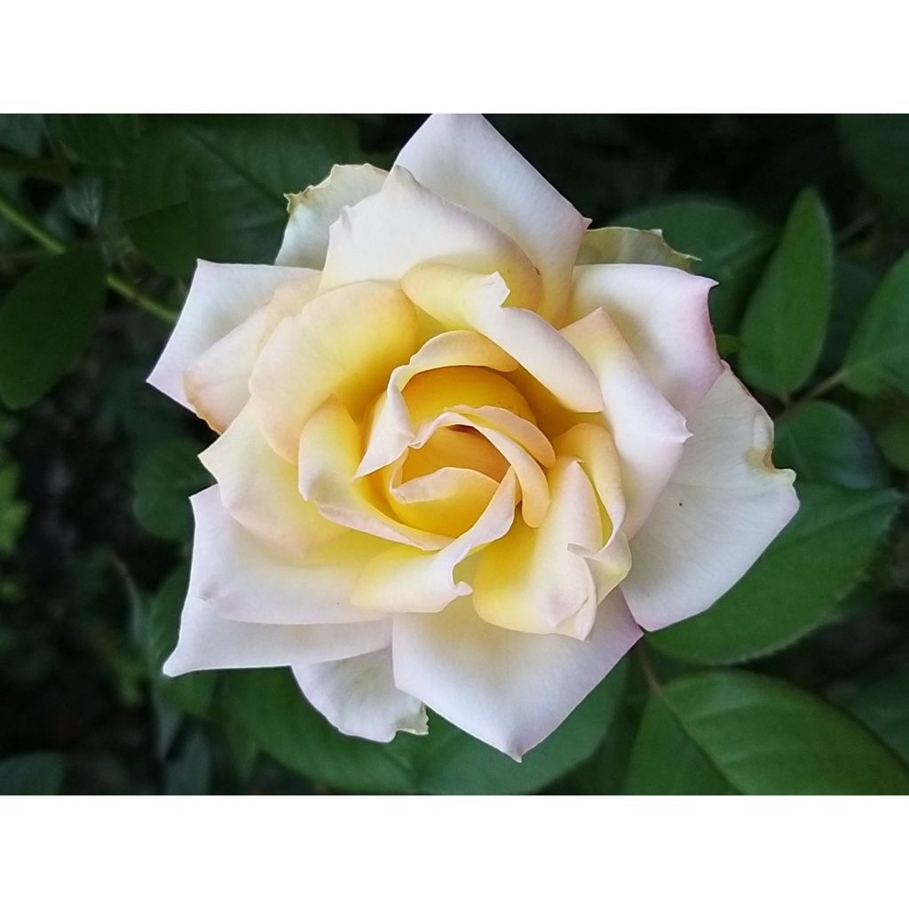 Rosa Sweet Eureka - Rose ibrida di tea