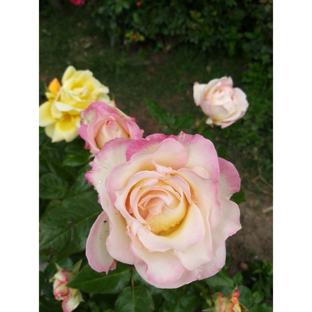 Rosa Sweet Eureka - Rose ibrida di tea