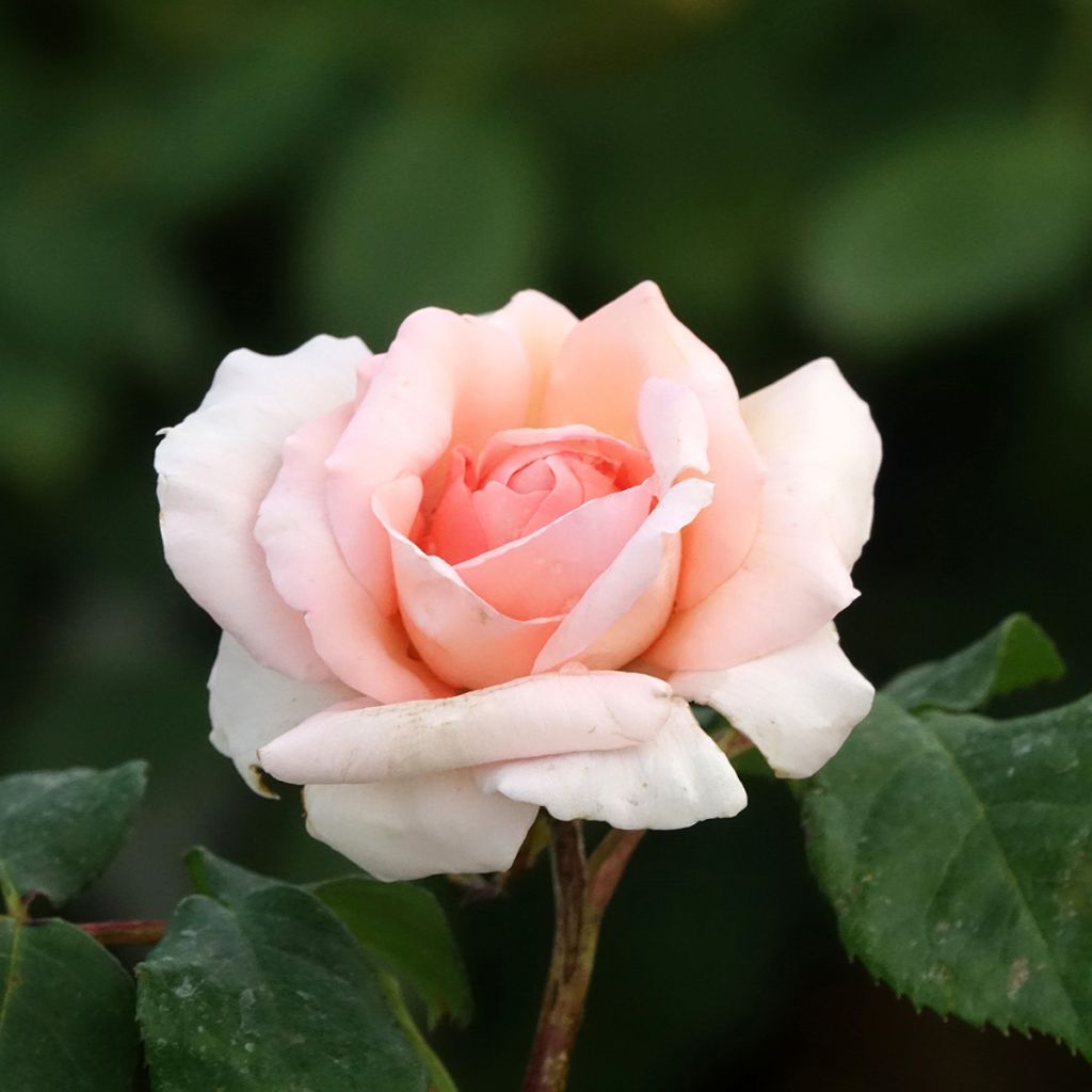 Rosa Ville de Fontenay-aux-Roses