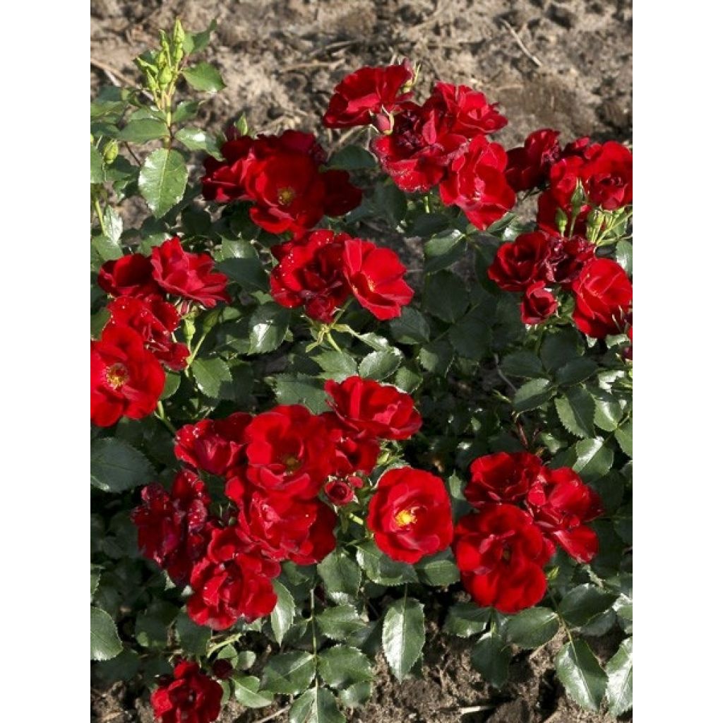 Rosa Urban Streetlight Marondo