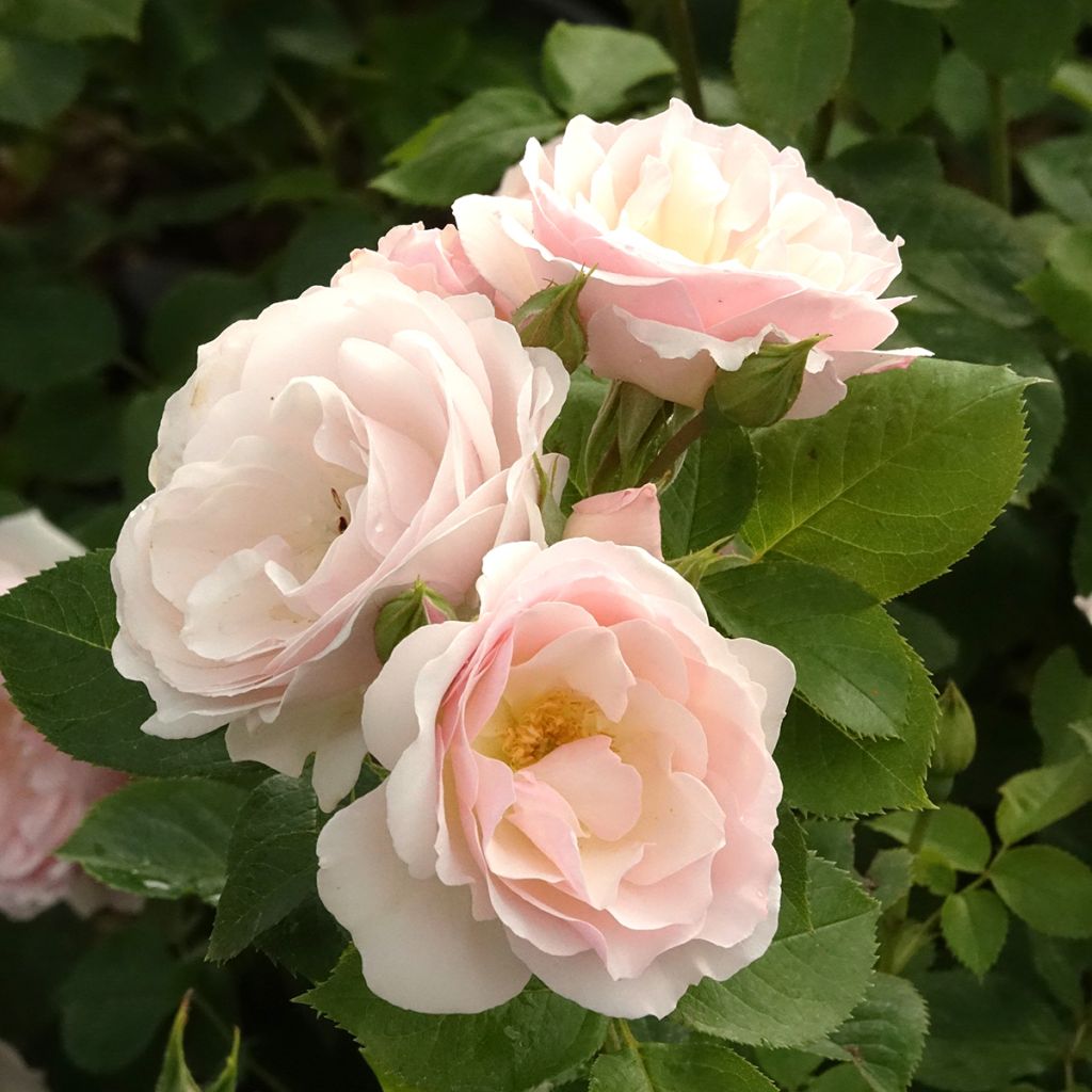 Rosa polyantha Pear
