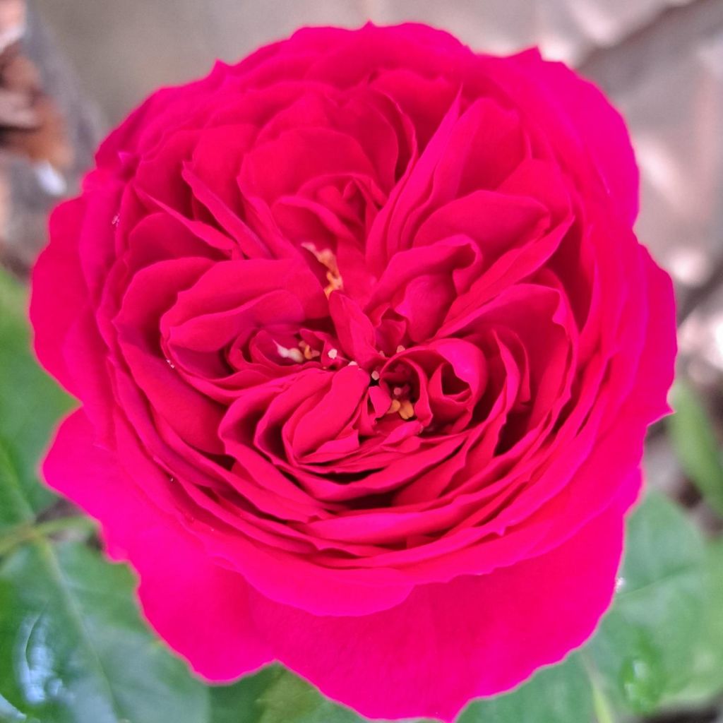 Rose a cespuglio Sophie Luise