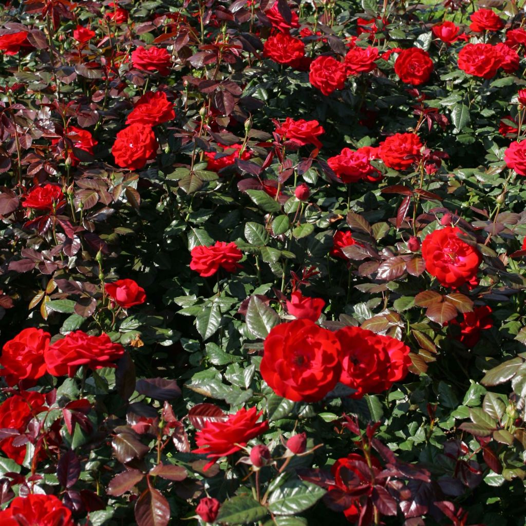 Rosa floribunda The Times