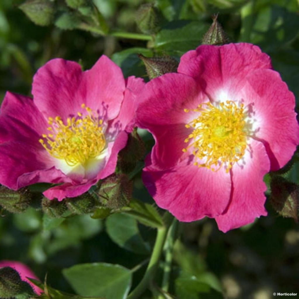 Rosa wichurana American Pillar - Rosa rampicante