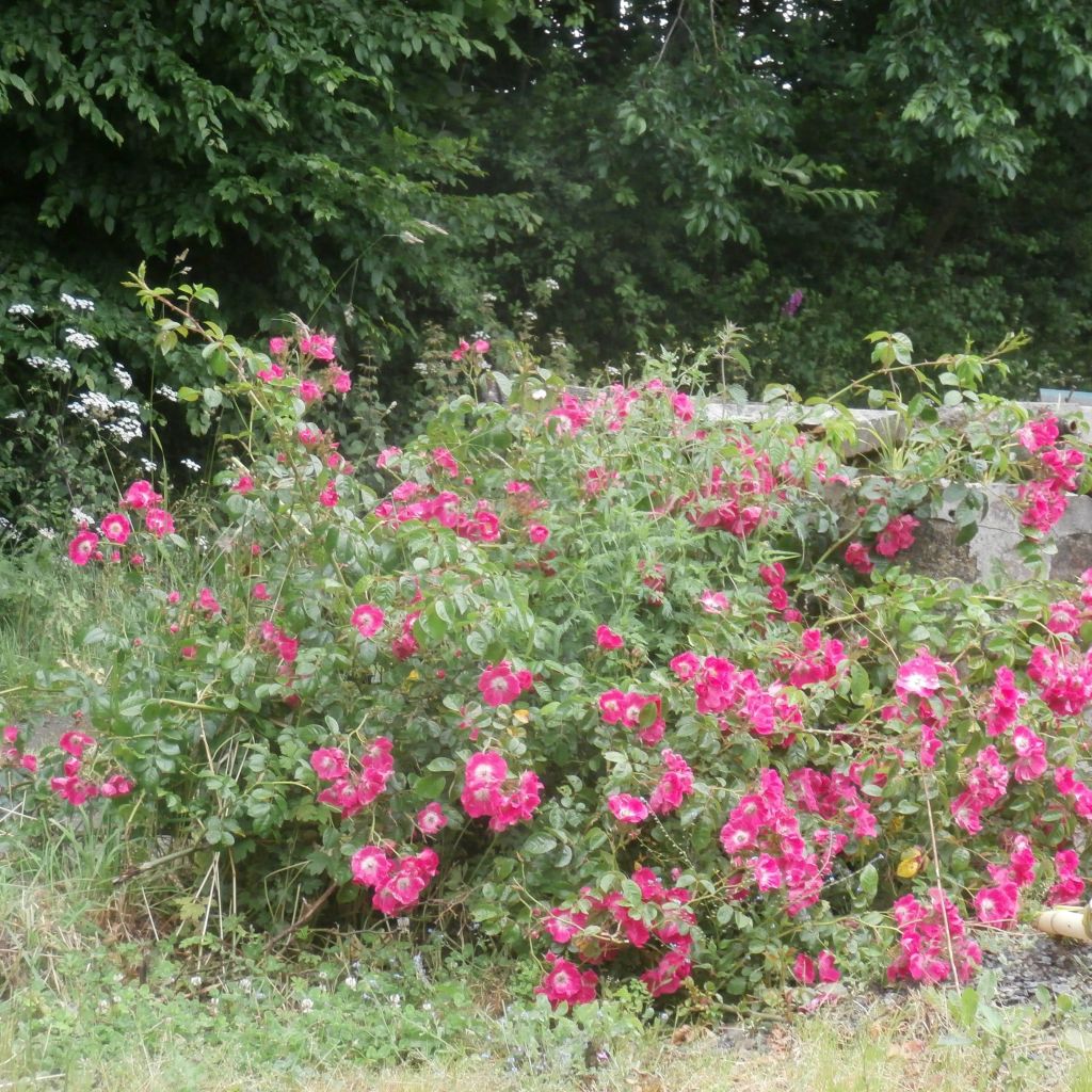 Rosa wichurana American Pillar - Rosa rampicante
