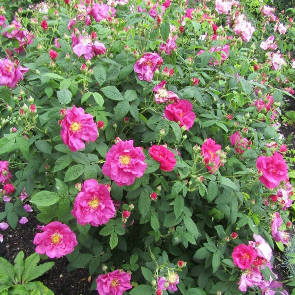 Rosa gallica Officinalis Bio
