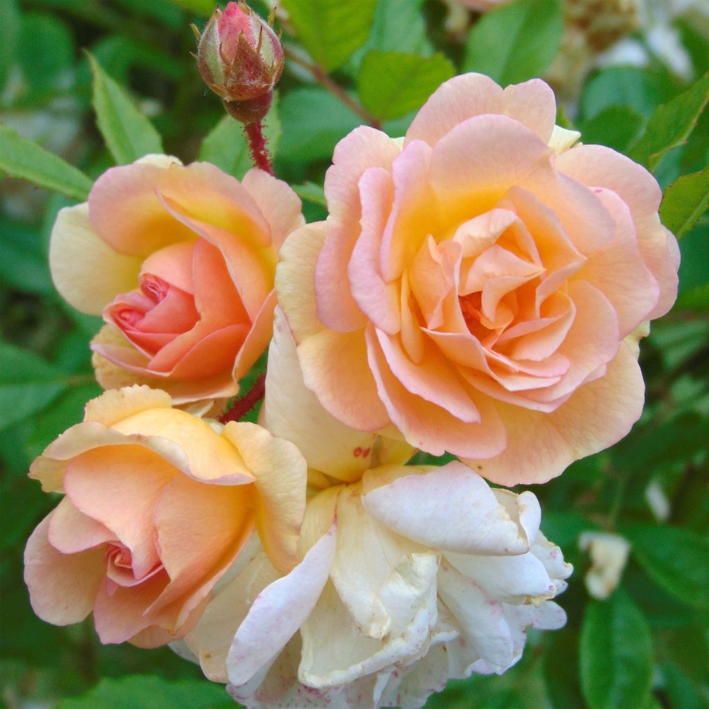 Rosa multiflora Ghislaine de Féligonde