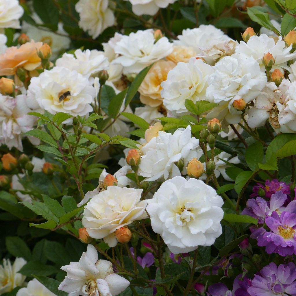 Rosa multiflora Ghislaine de Féligonde