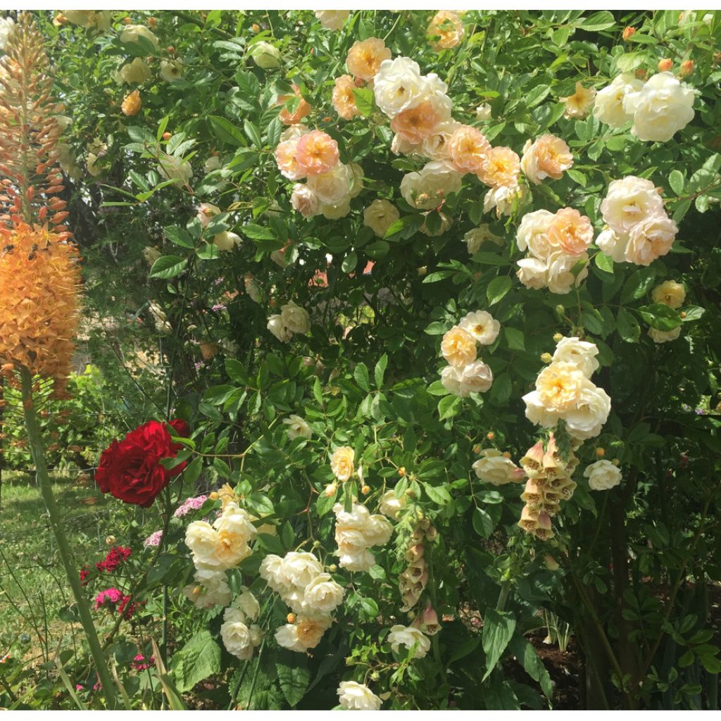 Rosa multiflora Ghislaine de Féligonde