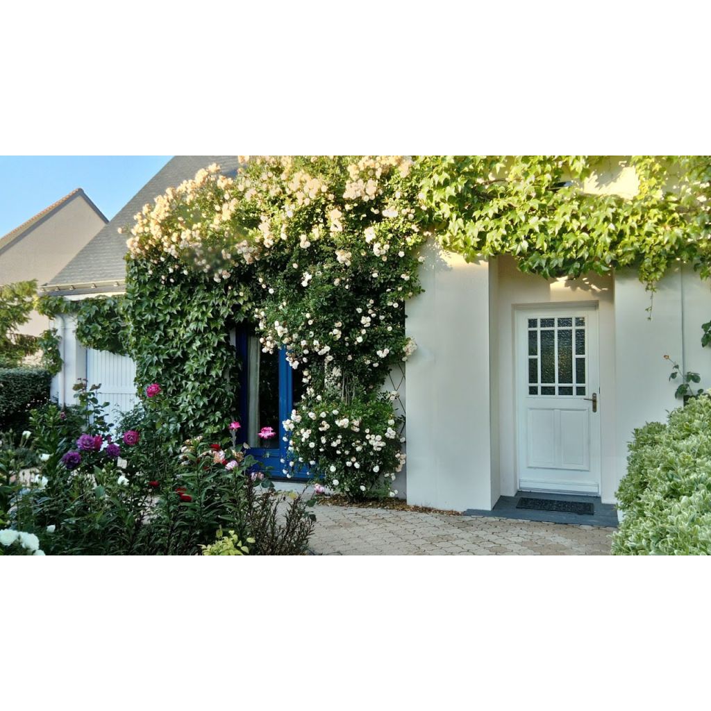 Rosa multiflora Ghislaine de Féligonde