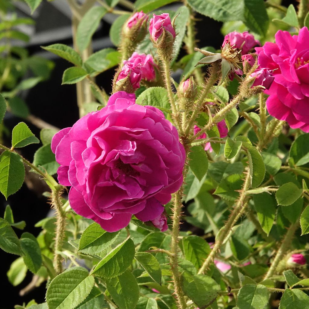 Rosa centifolia muscosa Henri Martin