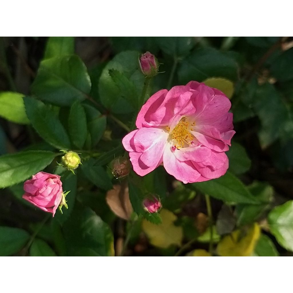 Rosa antica Maman Turbat