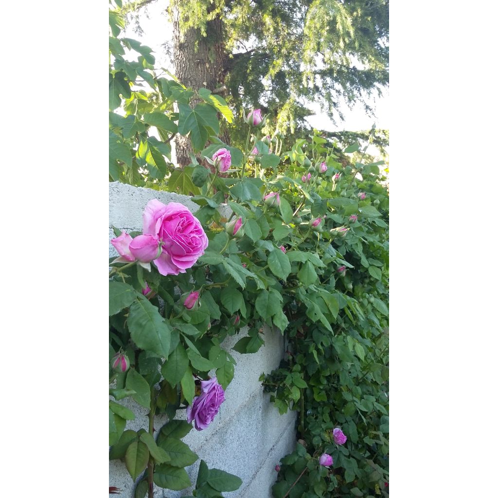 Rosa antica Mme Issac Pereire